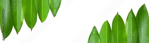 
Heliconia leaves isolated with clipping paths on white background