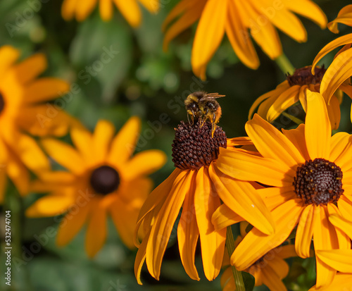 Rudbeckia, orange echinacea flower with brown center and a bee on it. Selective focus. Orange and green background. Summer wildlife, nature