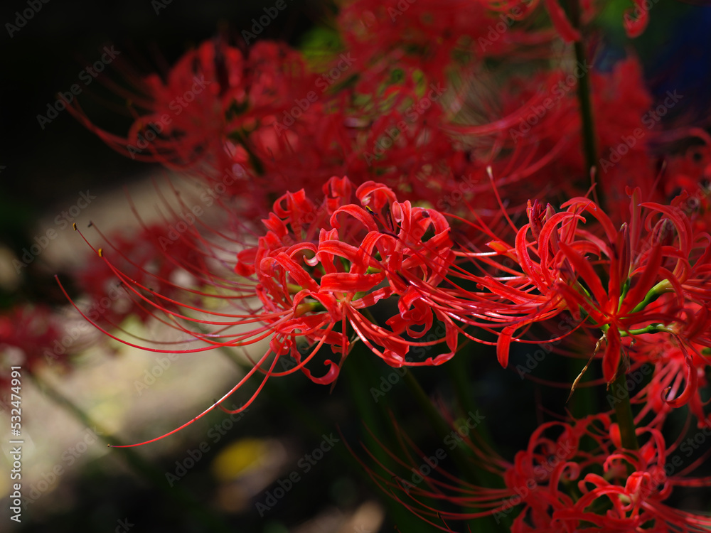 咲き乱れる彼岸花