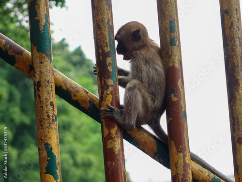 Canvas Print monkey at the batu caves near kuala lumpur