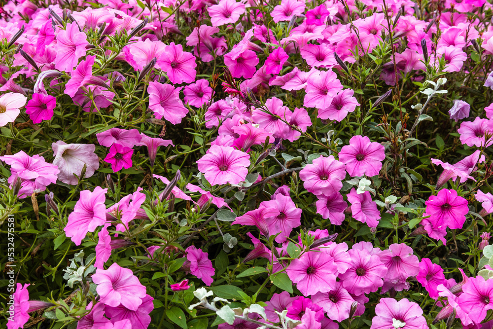 Pink flowers bloom in the city park garden Pink flowers bloom in the city park garden