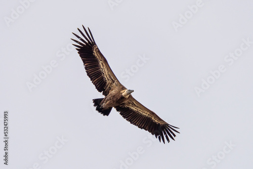 Griffon vulture, Gyps fulvus in Monfrague National Park. Extremadura, Spain