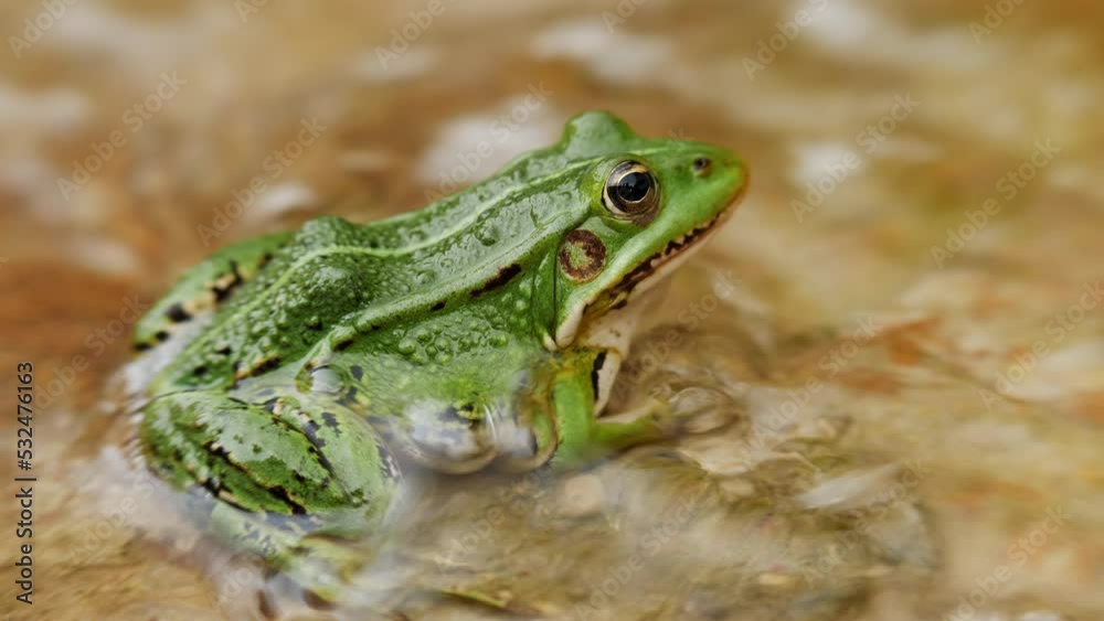 A green frog sits in the flowing water. Side view, shallow focus, close up. A green frog sits in the flowing water. Side view, shallow focus, close up.
