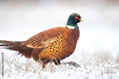 Common pheasant (Phasianus colchius) Ring-necked pheasant in natural habitat, winter time, snow