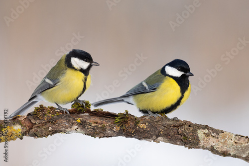 two Colorful great tit ( Parus major ) perched on a tree trunk, photographed in horizontal, winter time, amazing winter blue background