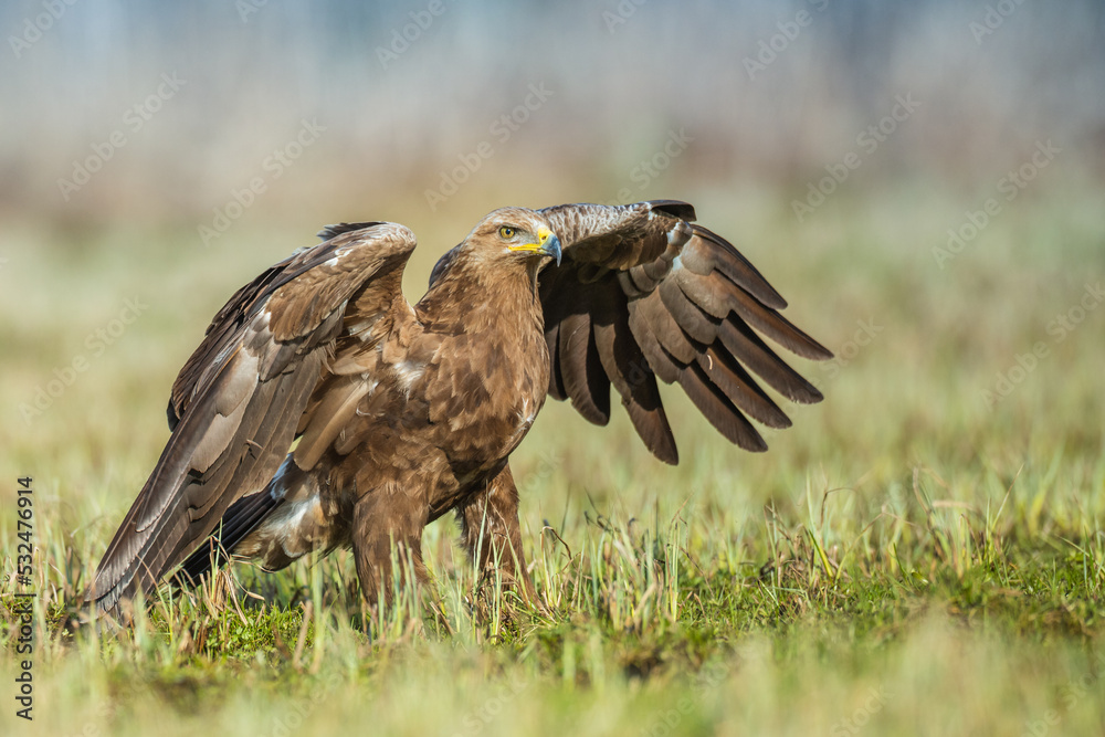 Fototapeta premium Birds of prey - Lesser Spotted Eagle (Aquila pomarina) , hunting time