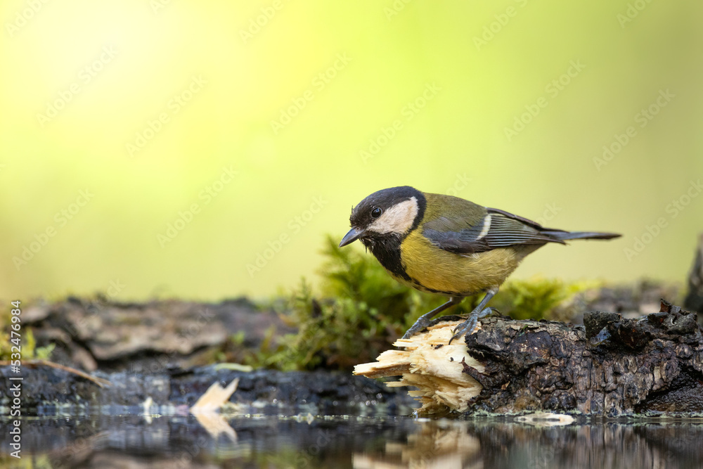 Obraz premium Colorful great tit ( Parus major ) drinking water on forest puddle, photographed in horizontal, summer time