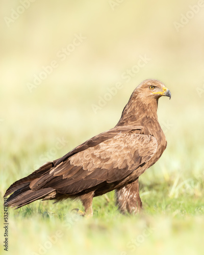 Birds of prey - Lesser Spotted Eagle (Aquila pomarina) , hunting time