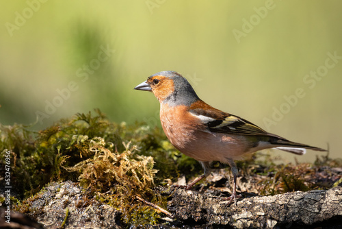 Bird chaffinch Fringilla coelebs perching on forest puddle, spring time