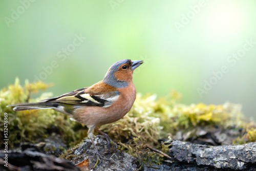 Bird chaffinch Fringilla coelebs perching on forest puddle, spring time © Marcin Perkowski