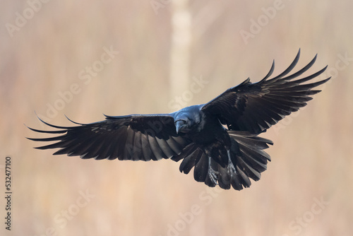 A beautiful flying raven ( Corvus corax ) North Poland Europe © Marcin Perkowski