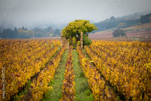 Vineyards in Burgundy, France. Autumn colors photo