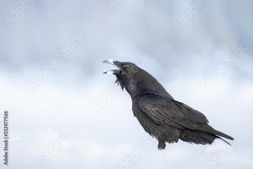 A beautiful raven (Corvus corax) sitting on the snow, winter time North Poland Europe