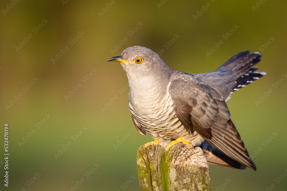 Cuckoo, Cuculus canorus, single bird - male on green background Cuckoo, Cuculus canorus, single bird - male on green background