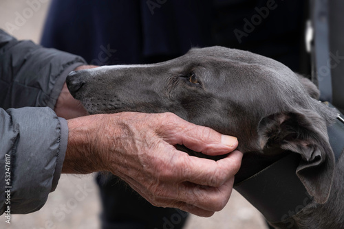 Tablou canvas Stroking a greyhound on the head with both older and lived hands