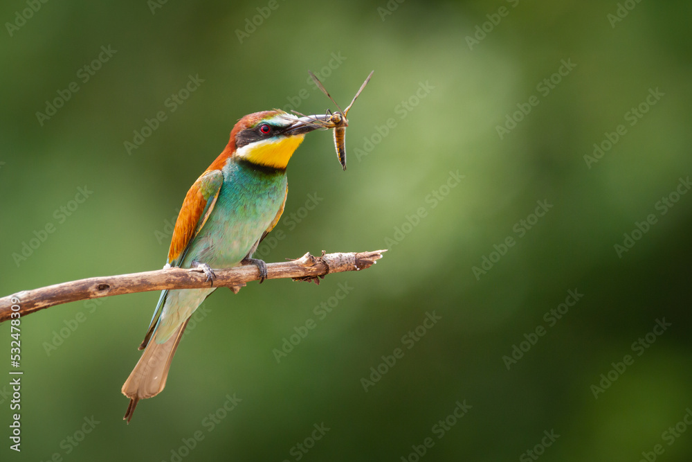 Fototapeta premium European Bee-Eater (Merops apiaster) perched on Branch near Breeding Colony. Wildlife scene of Nature in Northern Poland - Europe