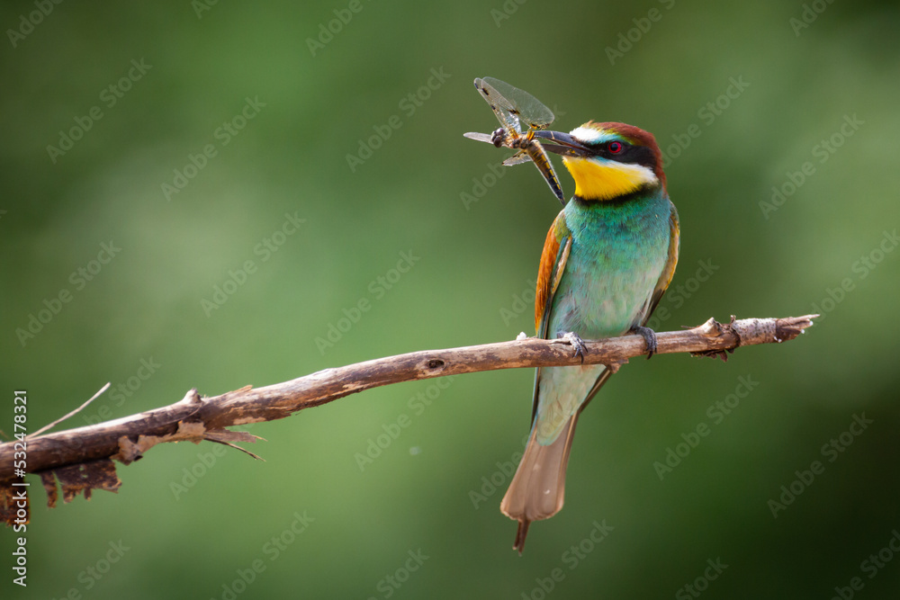 European Bee-Eater (Merops apiaster) perched on Branch near Breeding Colony. Wildlife scene of Nature in Northern Poland - Europe European Bee-Eater (Merops apiaster) perched on Branch near Breeding Colony. Wildlife scene of Nature in Northern Poland - Europe