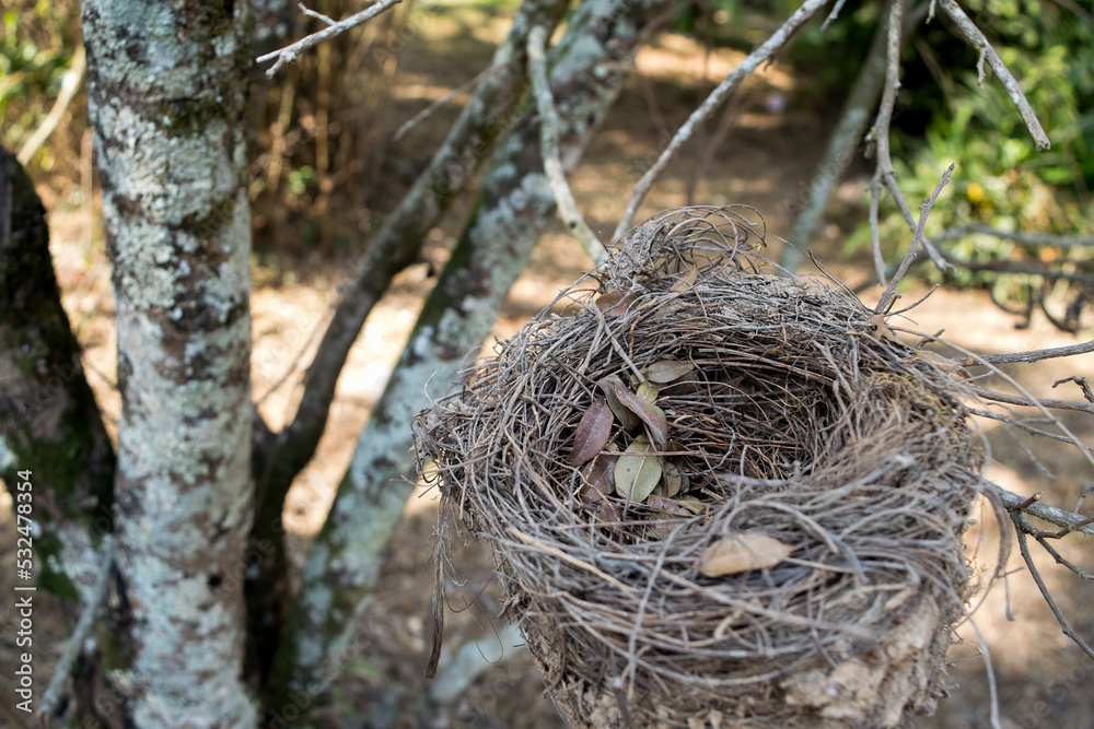 Ninho de pássaro, abandonado, localizado em árvores nas margens da represa da várzea das flores em Contagem, Minas Gerais, Brasil.