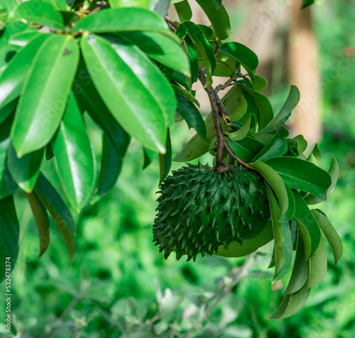Originária das Antilhas a graviola é uma fruta maravilhosa na medicina, e gosta de climas úmidos e baixa atitude. Essa pequena graviola foi fotogravada na região de Igarapé, Minas Gerais, Brasil. photo