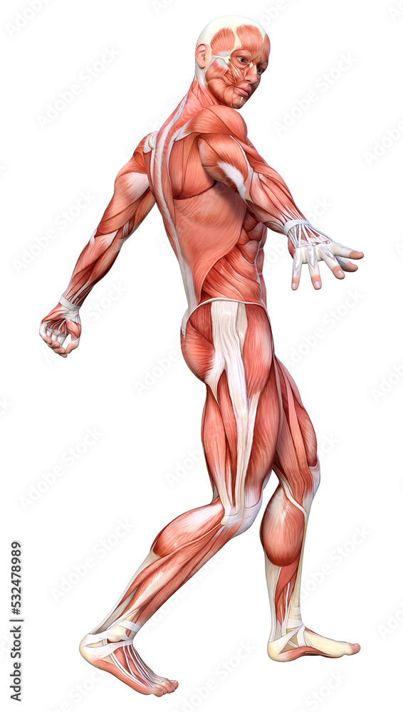 3D Rendering Male Anatomy Figure on White 3D Rendering Male Anatomy Figure on White