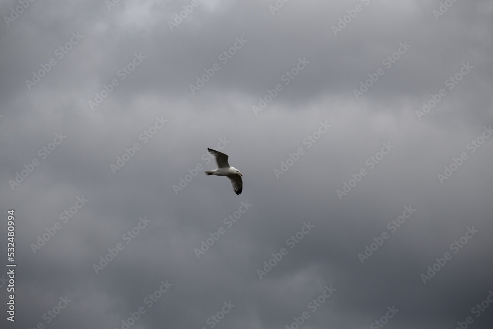 Fototapeta premium bird in the sky