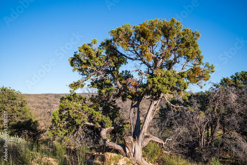 Juniper tree in arizona