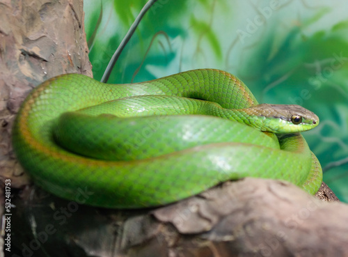 Philodryas olfersii snake, aka Lichtensteins green racer. Close up