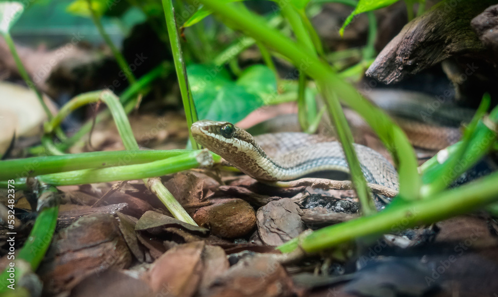 Fototapeta premium Chironius exoletus snake, aka Linnaeus Sipo or vine snake, on the ground. close up