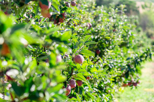 Apples on a branch