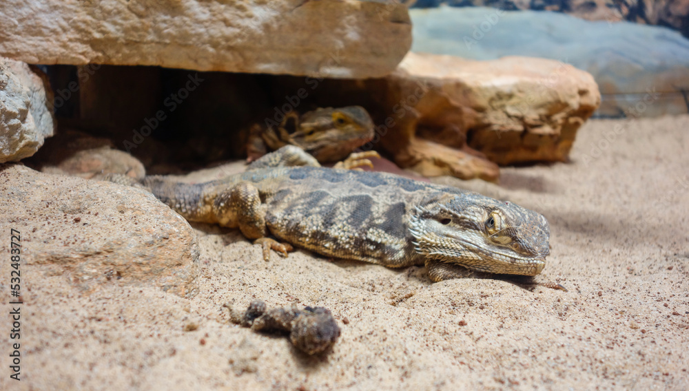 Obraz premium Pogona or bearded dragon lizard in captivity. Close view