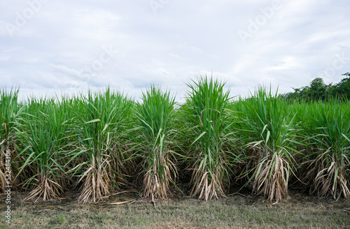 Sugarcane is growing in tropical fields to produce sugar or alcohol and fuel. Rows of sugarcane grow in the fields.