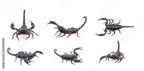 Group of emperor scorpion  Pandinus imperator  isolated on a white background. Insect. Animal.