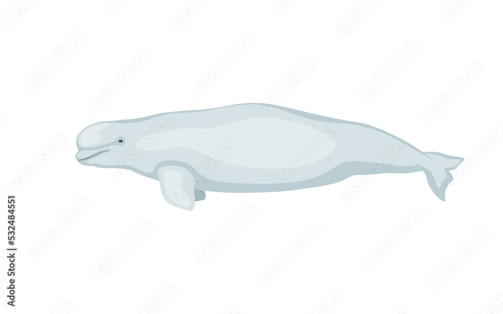 White whale beluga
