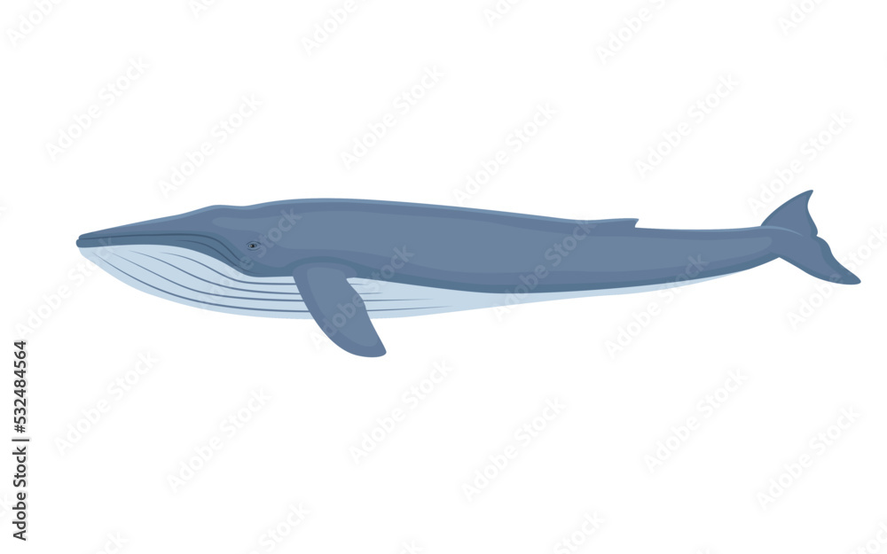 Fototapeta premium Vector Blue Whale