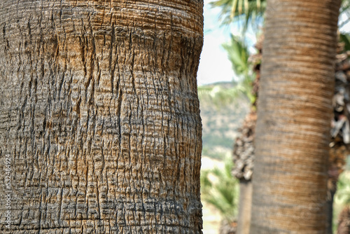 Trunk of a large palm tree. Palm bark close up.
