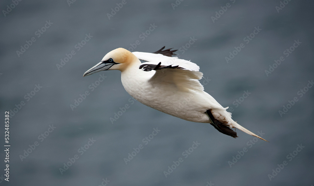 Northern gannets on the cliff top Northern gannets on the cliff top