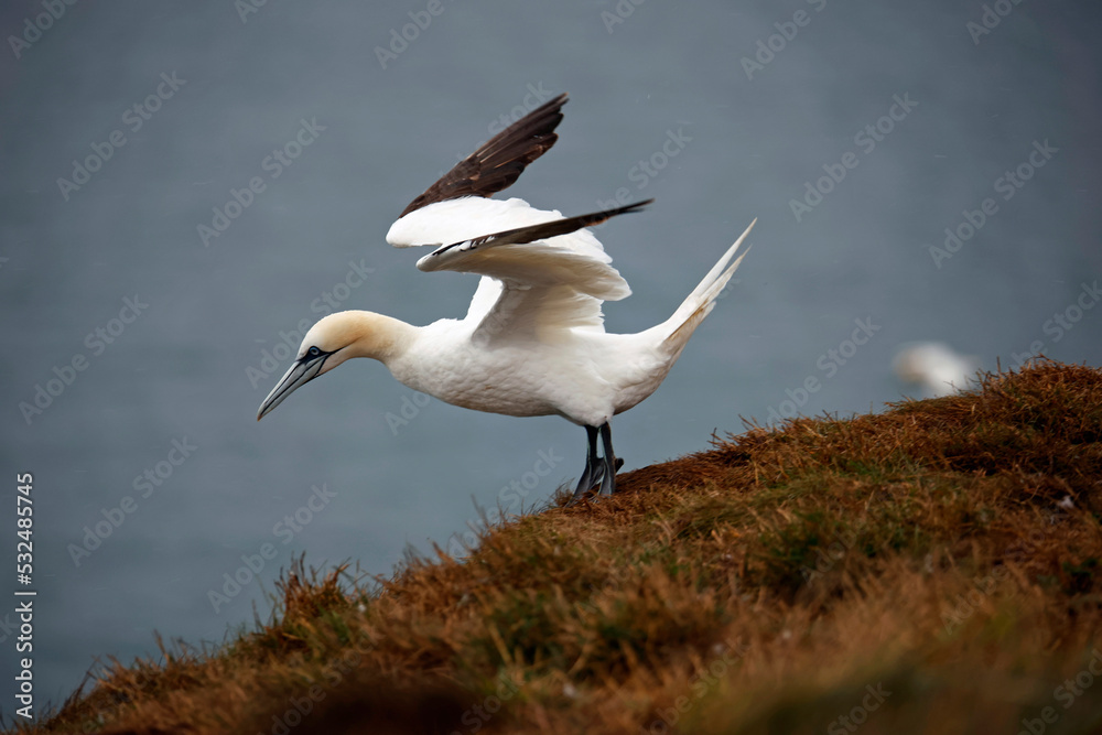 Northern gannets on the cliff top Northern gannets on the cliff top