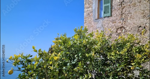 Lemon Tree On Sea View