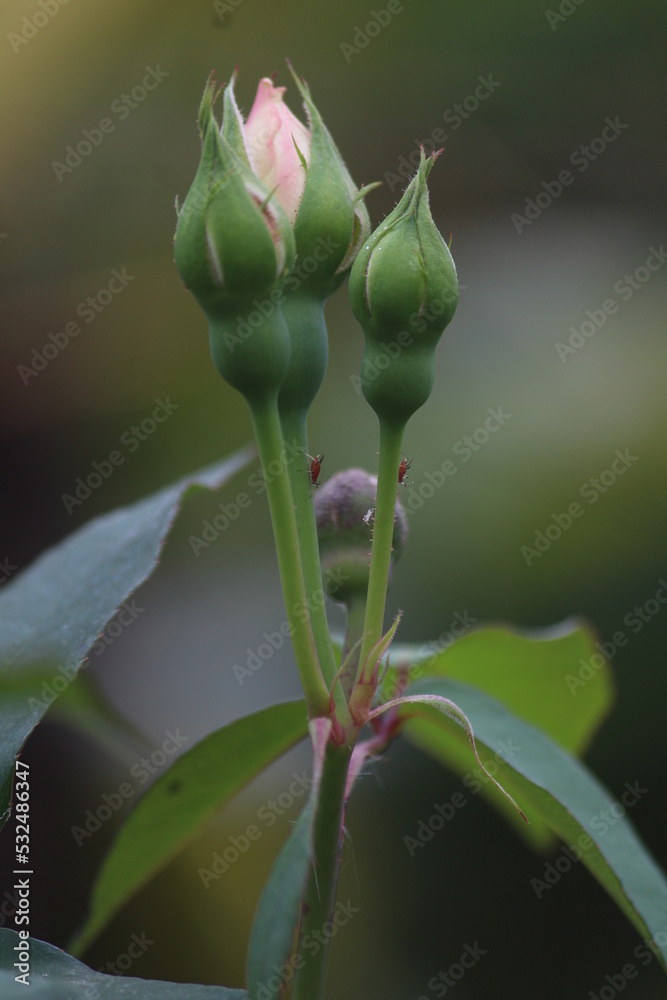 Obraz premium pink rose bud