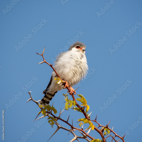 Pygmy Falcon photo