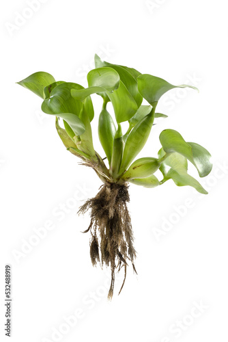 Eichhornia crassipes photo