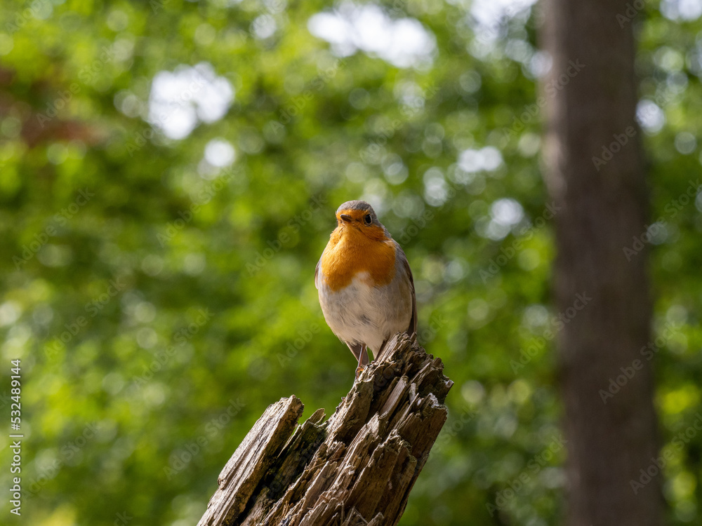 Rotkehlchen Rotkehlchen