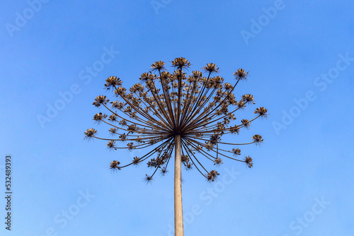 Silhouette of the dangerous dried hogweed plant aka cow parsnip (Heracléum sosnówskyi) on blue sky	