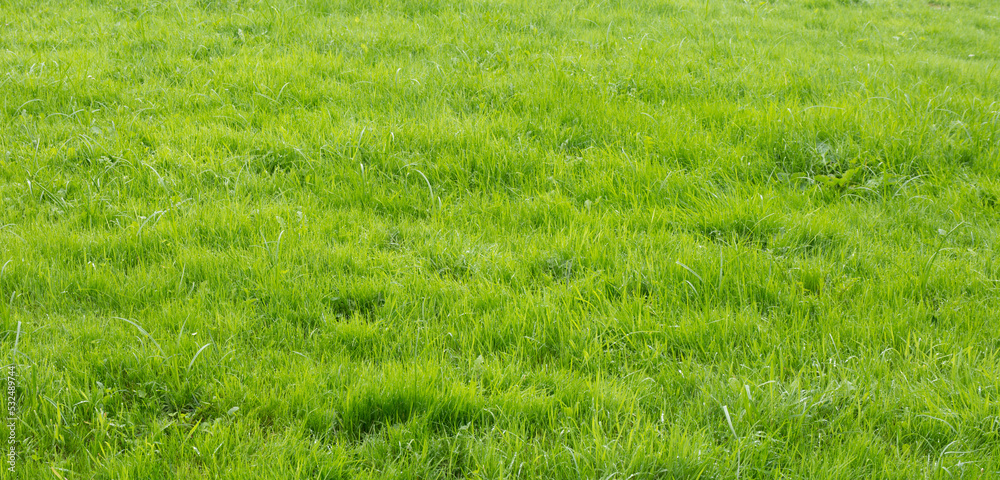 green grass background green grass background
