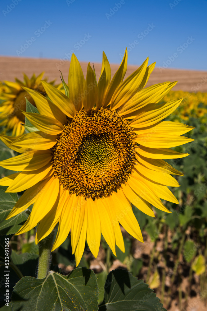 Sunflower in Rolling Fields in Valensole France on a Sunny Spring Day Sunflower in Rolling Fields in Valensole France on a Sunny Spring Day