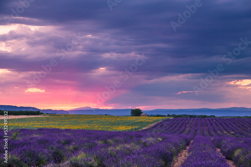 Rolling Lavendar Fields in Valensole France at Sunset