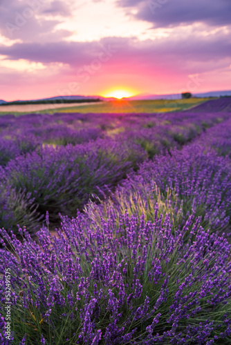Rolling Lavendar Fields in Valensole France at Sunset © Angelina Cecchetto