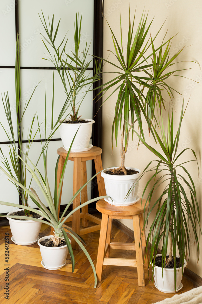 Fototapeta premium Different beautiful indoor plants in room