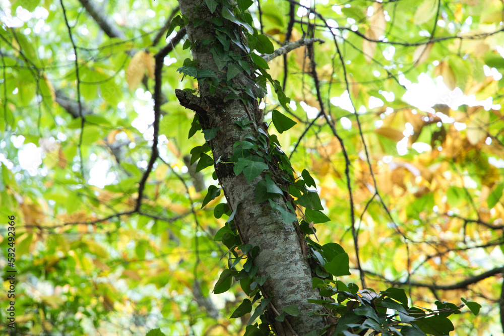 Fototapeta premium tree trunk on which creepers or ivy plants climb. Concept of invasive and dangerous plants