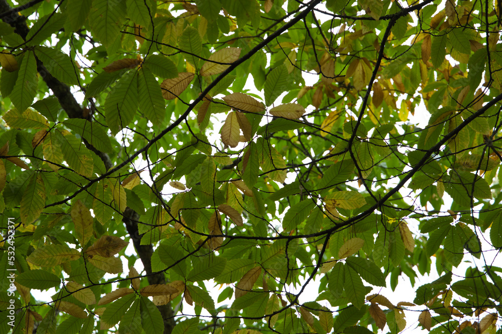 Chestnut tree branch with different coloured leaves in autumn. Autumn concept and orange colours.